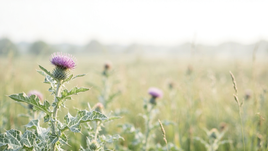 Milk Thistle Benefits, Uses & Dosage — A Guide for India