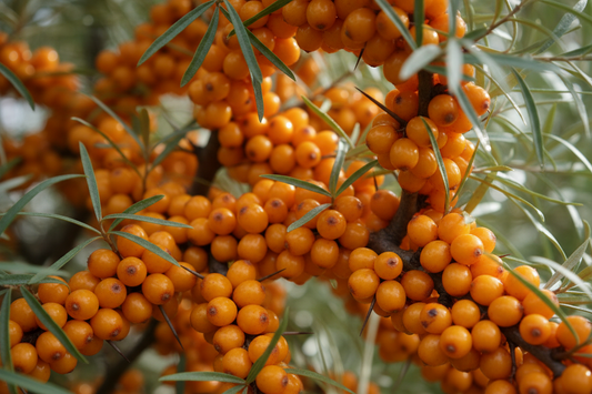 The Ultimate Guide to Sea Buckthorn: Why This Himalayan Superfood is a Must-Have