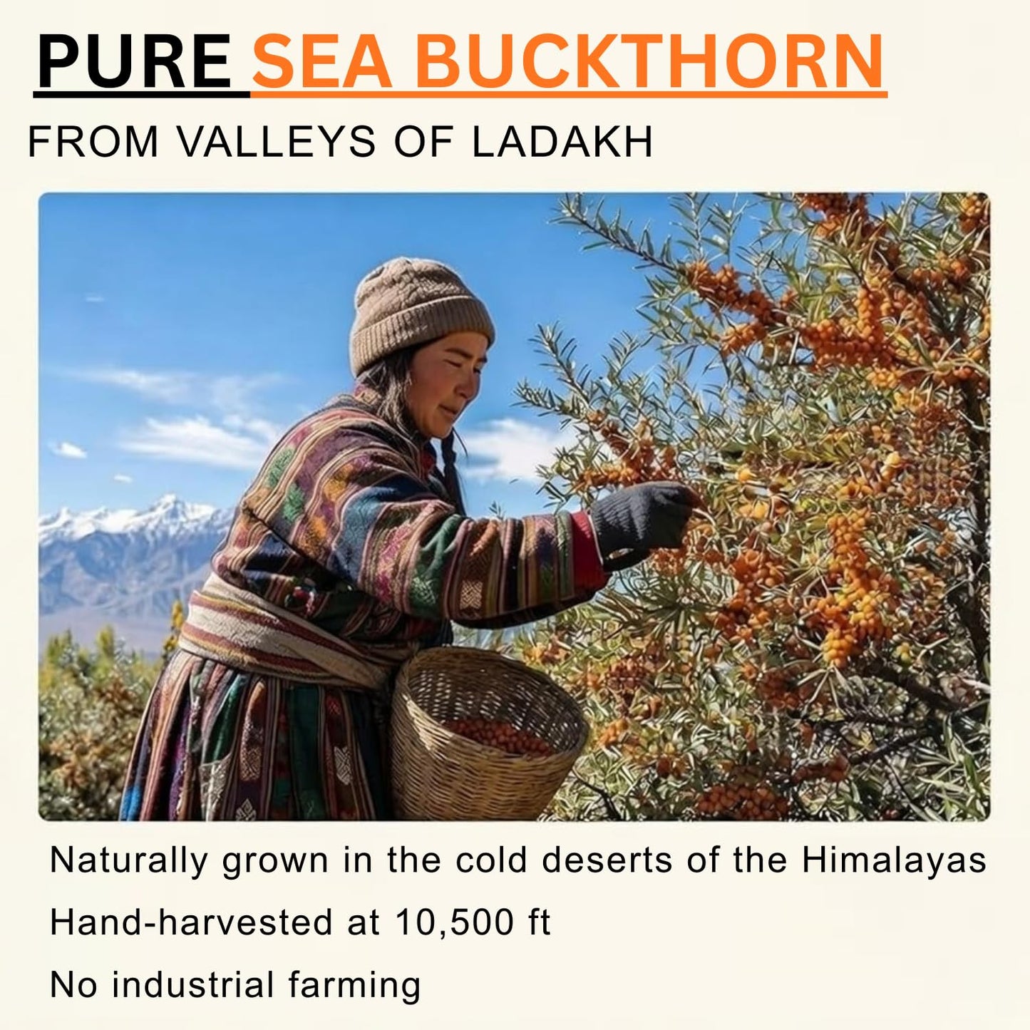 Simply Earth Sea Buckthorn Pulp | Natural Fruit Concentrate | 300ml (Pack of 1)